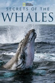 Secrets of the Whales (2021) EP.1-4 (จบ)