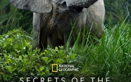 ดูซีรี่ย์ Secrets of the Elephants (2023) Season 1 ตอนที่ 1