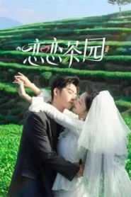 Love in the Tea Garden (2024) รักเกิดในสวนชา EP.1-24 (จบ)